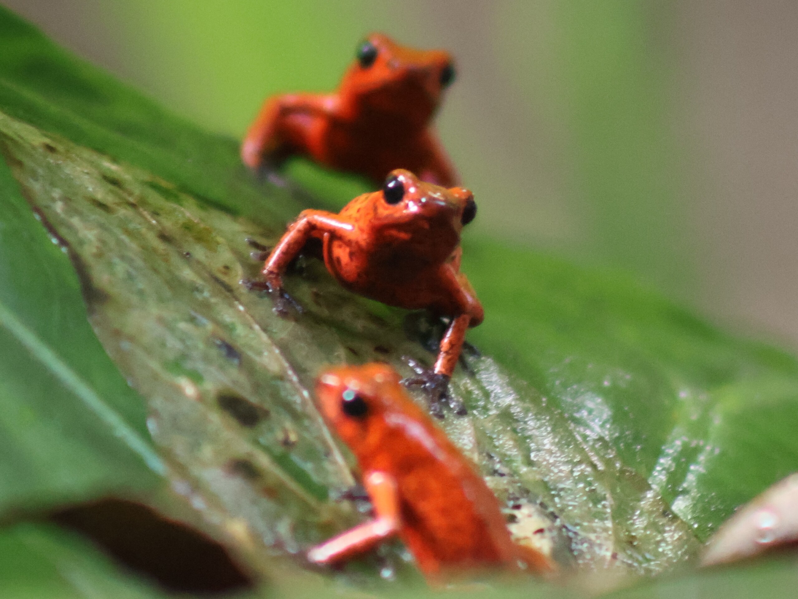 Het beste van Costa Rica - 16 dagen