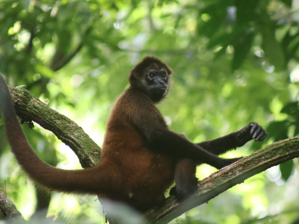 Costa Rica: de Ultieme Mix