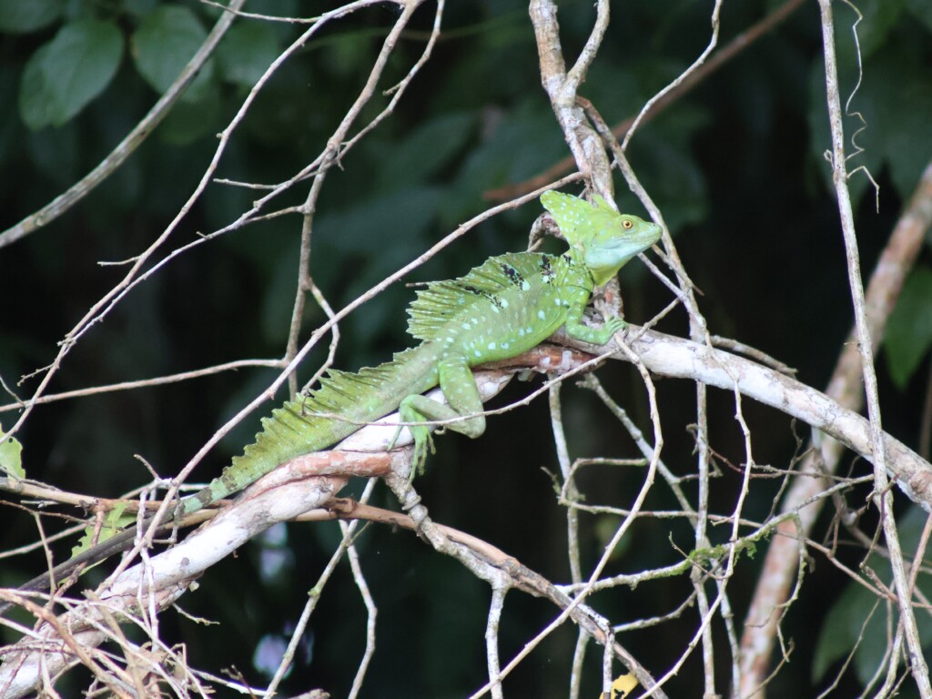 Costa Rica - Op maat