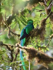 Quetzal