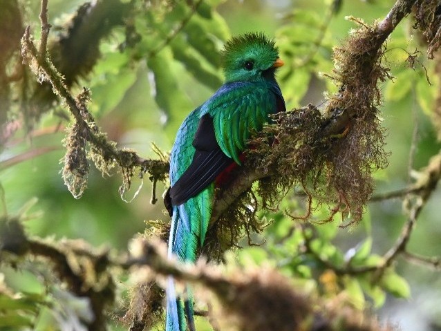 Quetzal