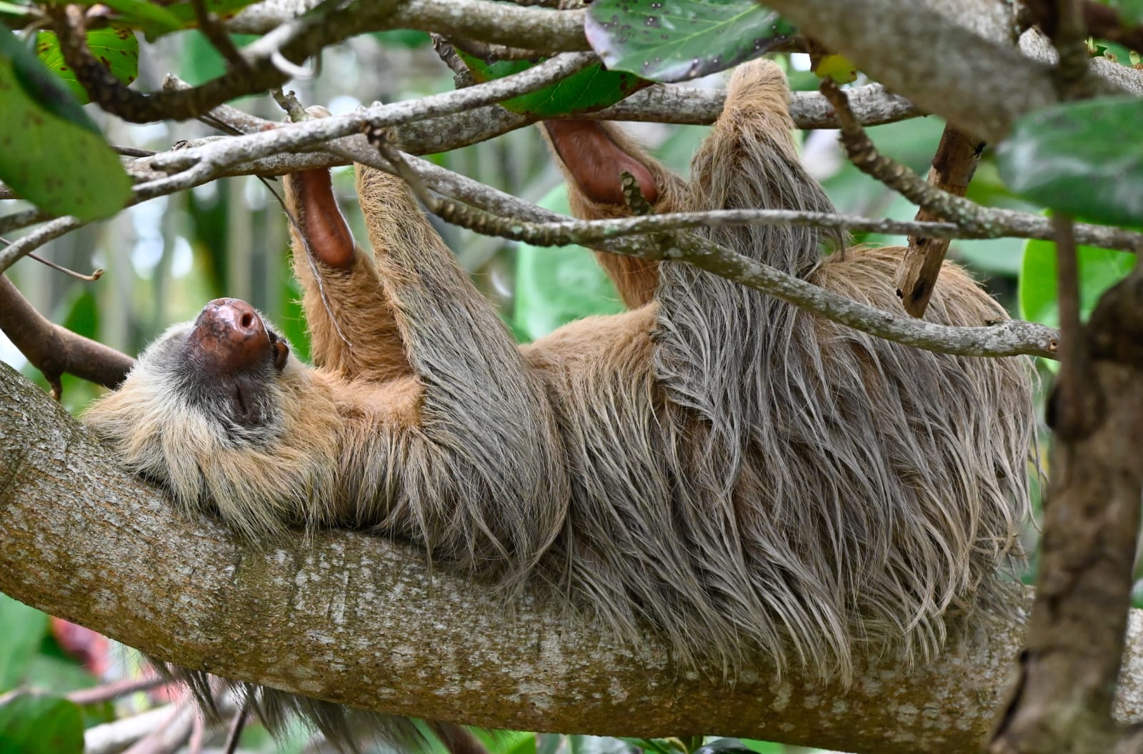 Manuel Antonio Luiaard