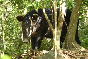 Corcovado - Tapir