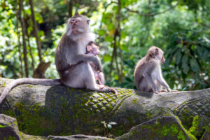 ubud monkey forest