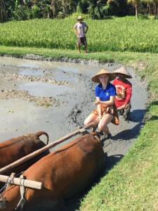Meehelpen in de rijstvelden