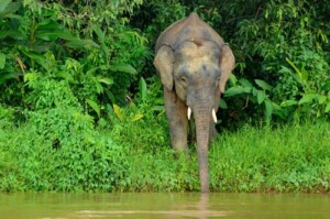 Maleisie Borneo dag 10