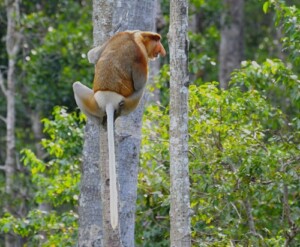 Maleisie-Borneo-dag-11