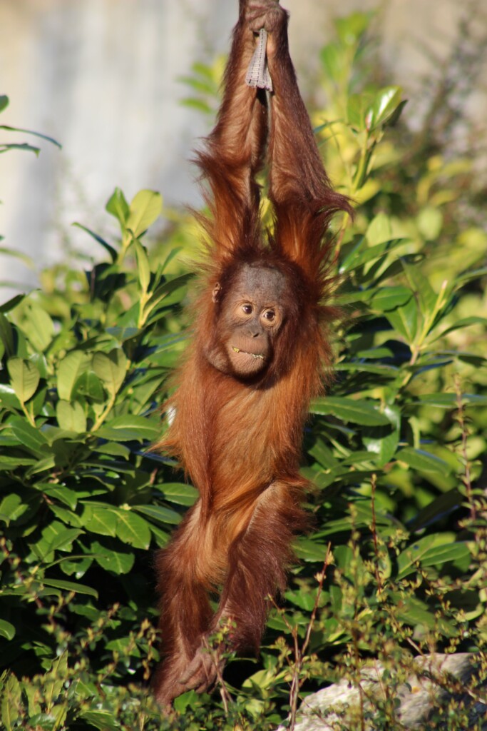 Orang-oetan Orang-oetan